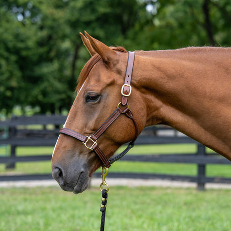 1" Triple Stitch Non-Adjustable Leather Halter