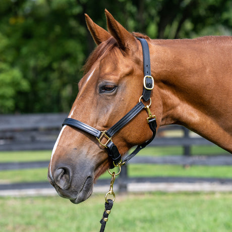 1" Triple Stitch Non-Adjustable Leather Halter