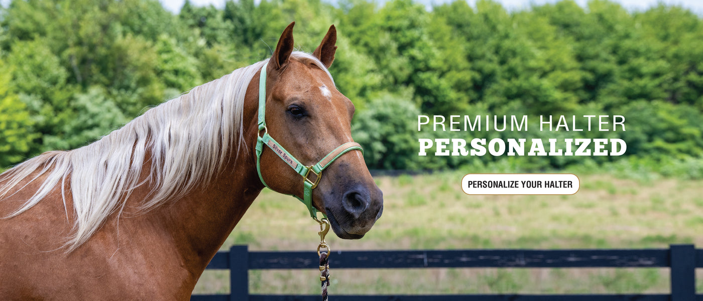 Horse wearing a personalized green premium halter in a pasture.