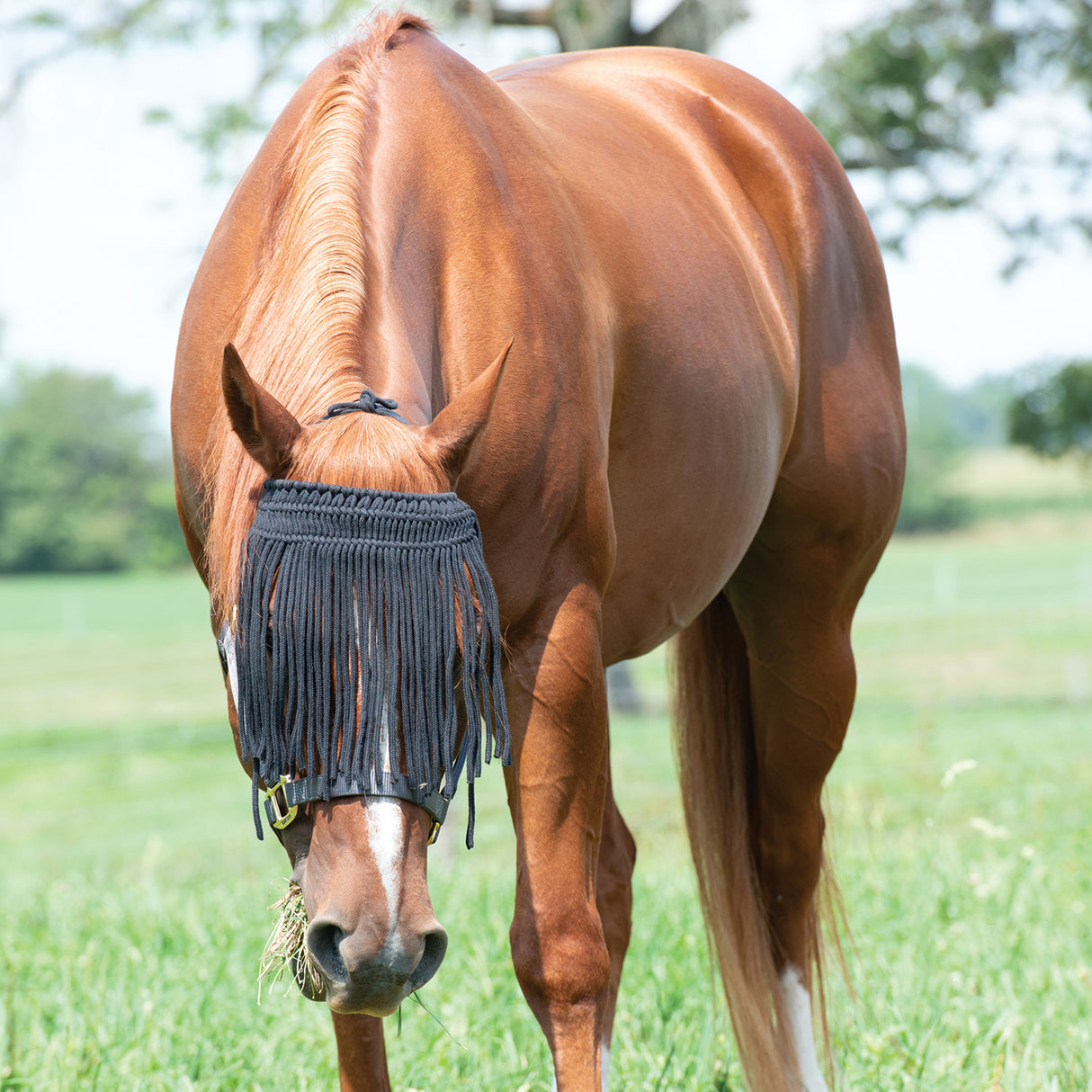 Horse Fly Bonnet with Cords
