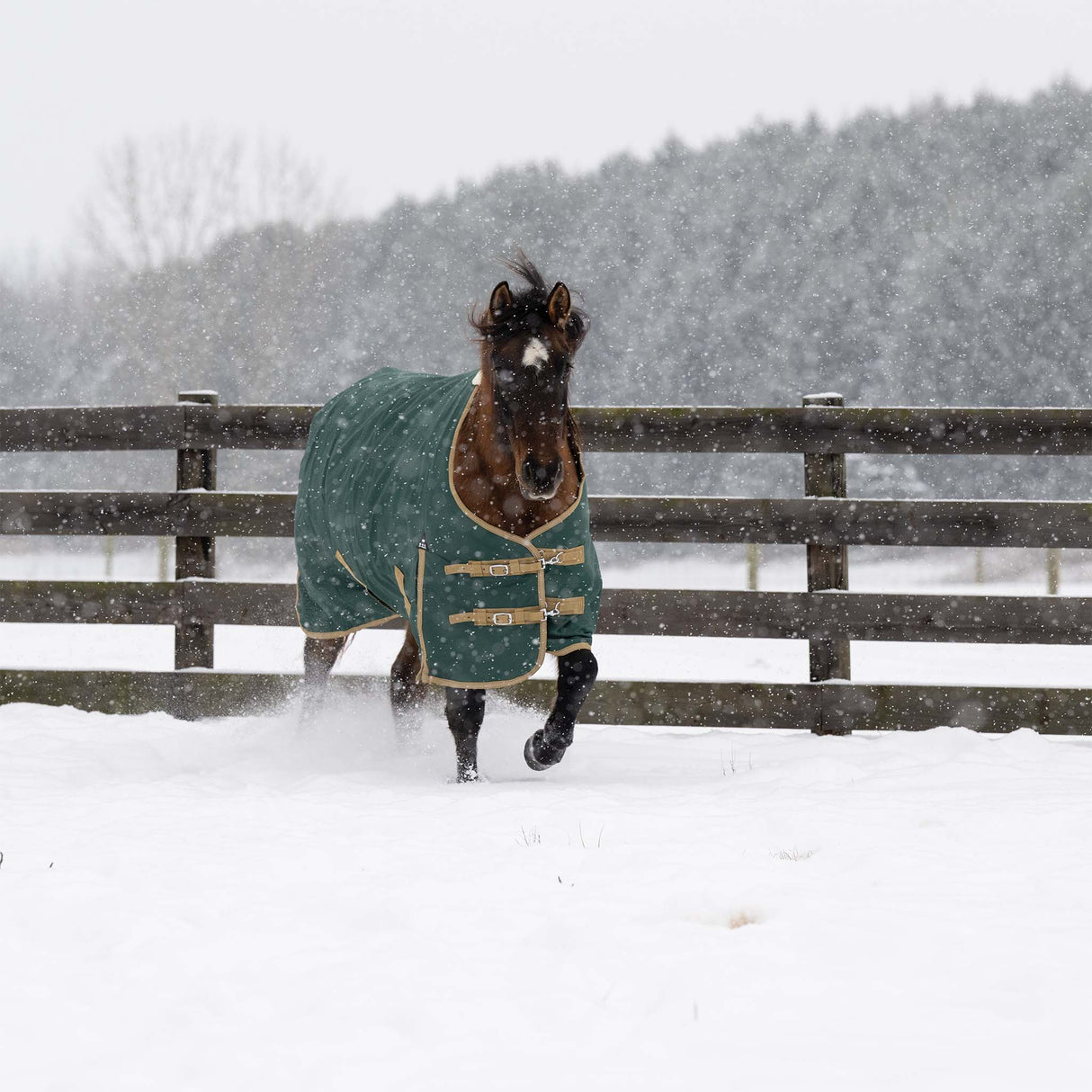 Horse wearing a green blanket standing in a snowy field with a wooden fence and trees in the background.