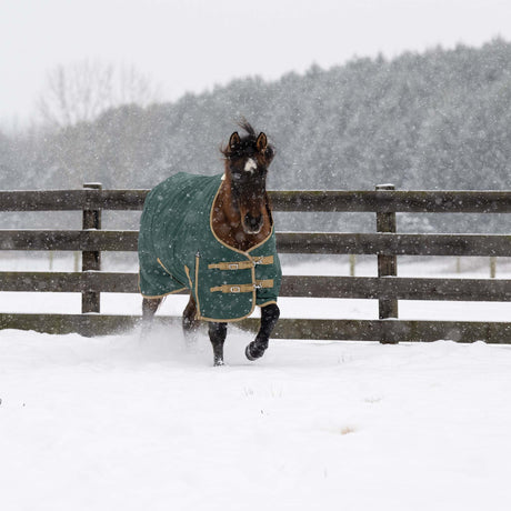 Horse wearing a green blanket standing in a snowy field with a wooden fence and trees in the background.