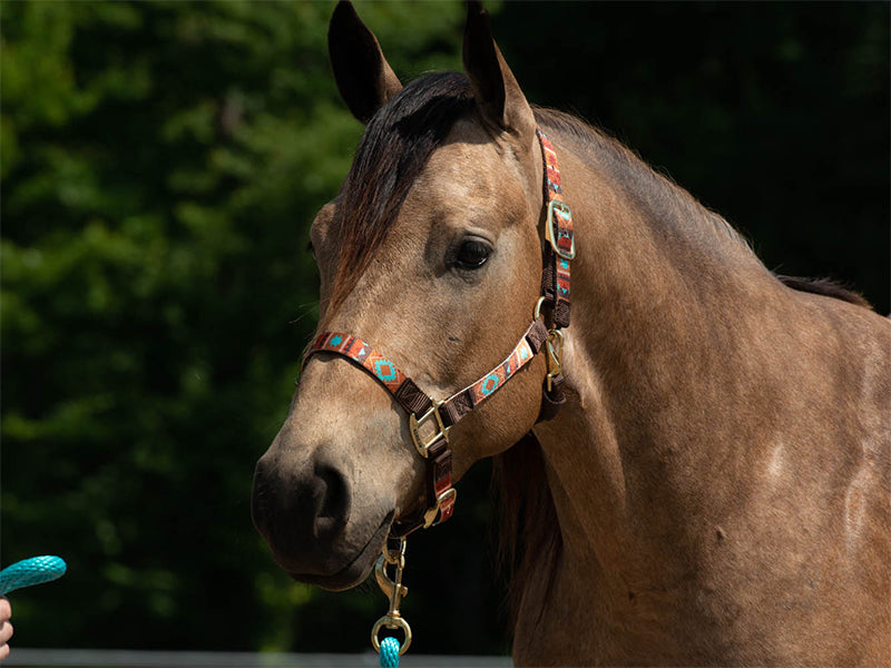 HALTERS & LEADS
