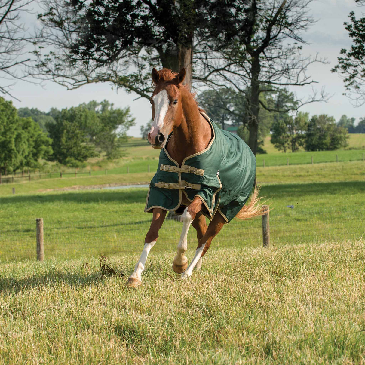 Horse Blanket for Turnout, Medium Weight, 200g Fill, 600 Denier Ripstop