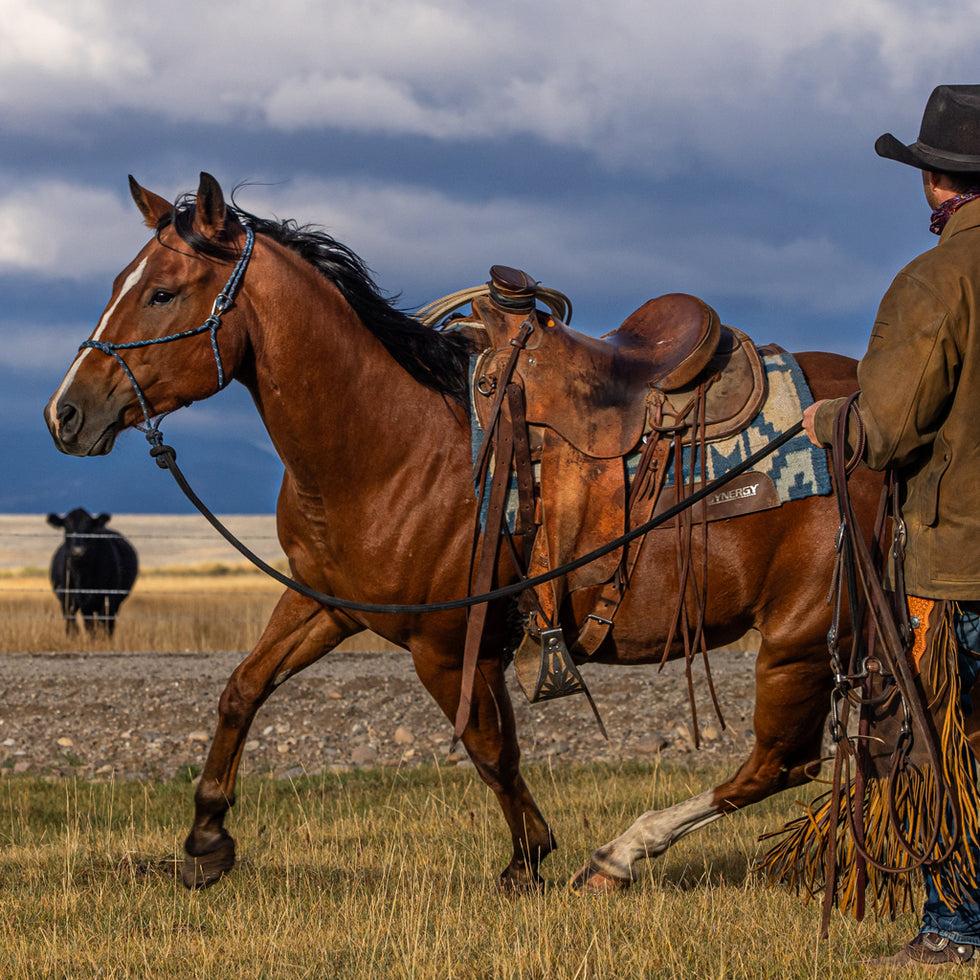 A person in a hat leads a brown horse near a field of grazing black cows against a backdrop of dark, cloudy skies.