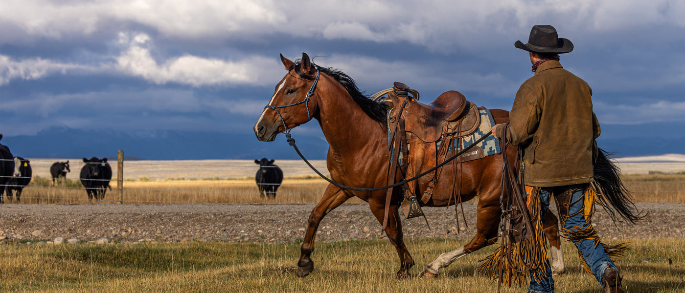 A person in a hat leads a brown horse near a field of grazing black cows against a backdrop of dark, cloudy skies.