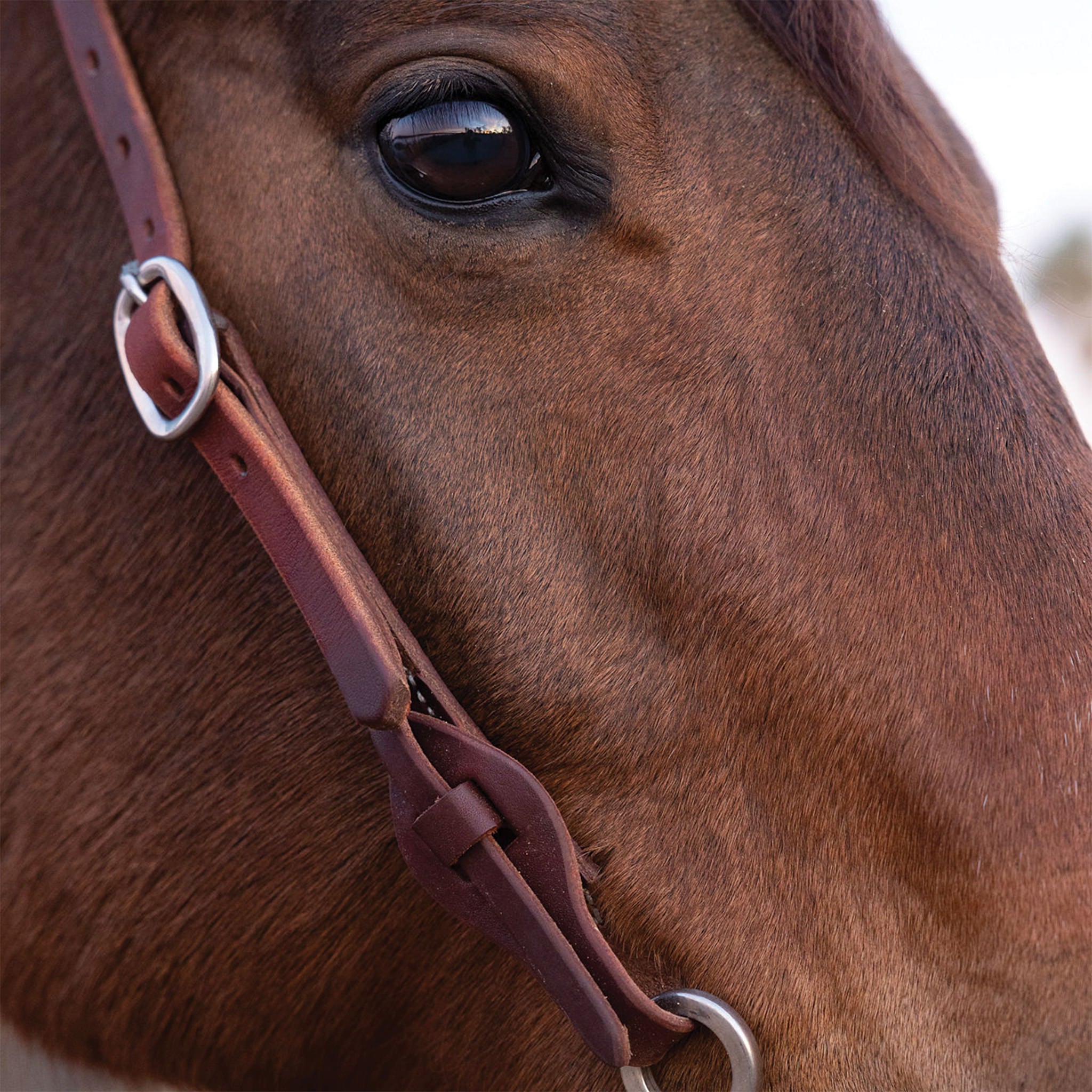Weaver Equine Working Tack Headstall - Thumbnail 5