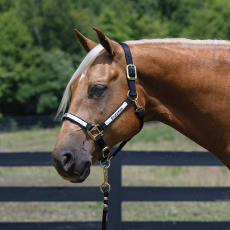 Custom Embroidered Nylon Halter, Adjustable