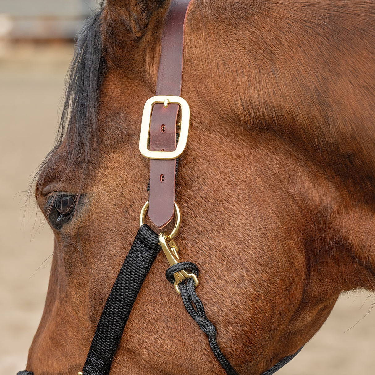 Kalley Krickeberg Breakaway Horseman's Halter, Nylon, Leather & Rope Combination Horse Halter
