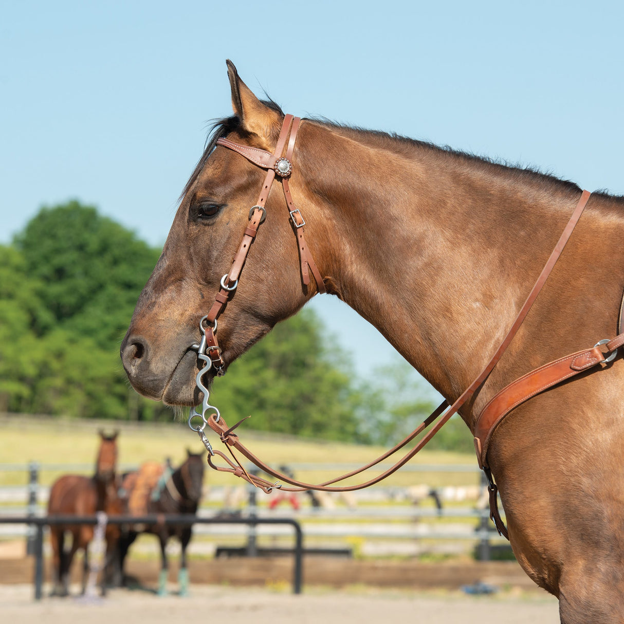 Oiled Hermann Oak Harness Leather Browband Headstall with Floral Conchos