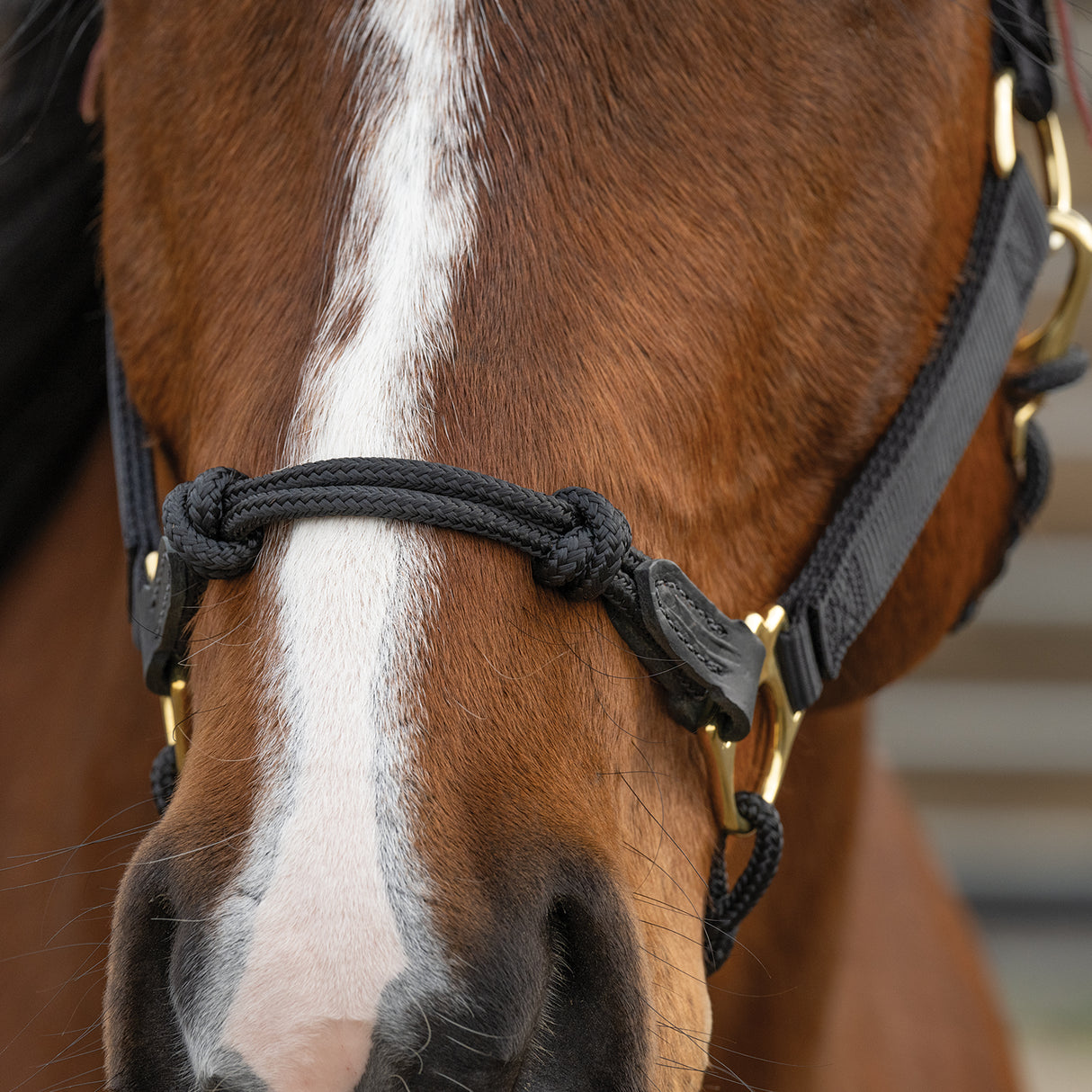 Kalley Krickeberg Breakaway Horseman's Halter, Nylon, Leather & Rope Combination Horse Halter