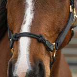Kalley Krickeberg Breakaway Horseman's Halter, Nylon, Leather & Rope Combination Horse Halter