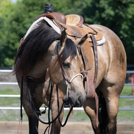 Loping Hackamore: Rope Noseband, Leather Hanger with Silvertip Split Reins