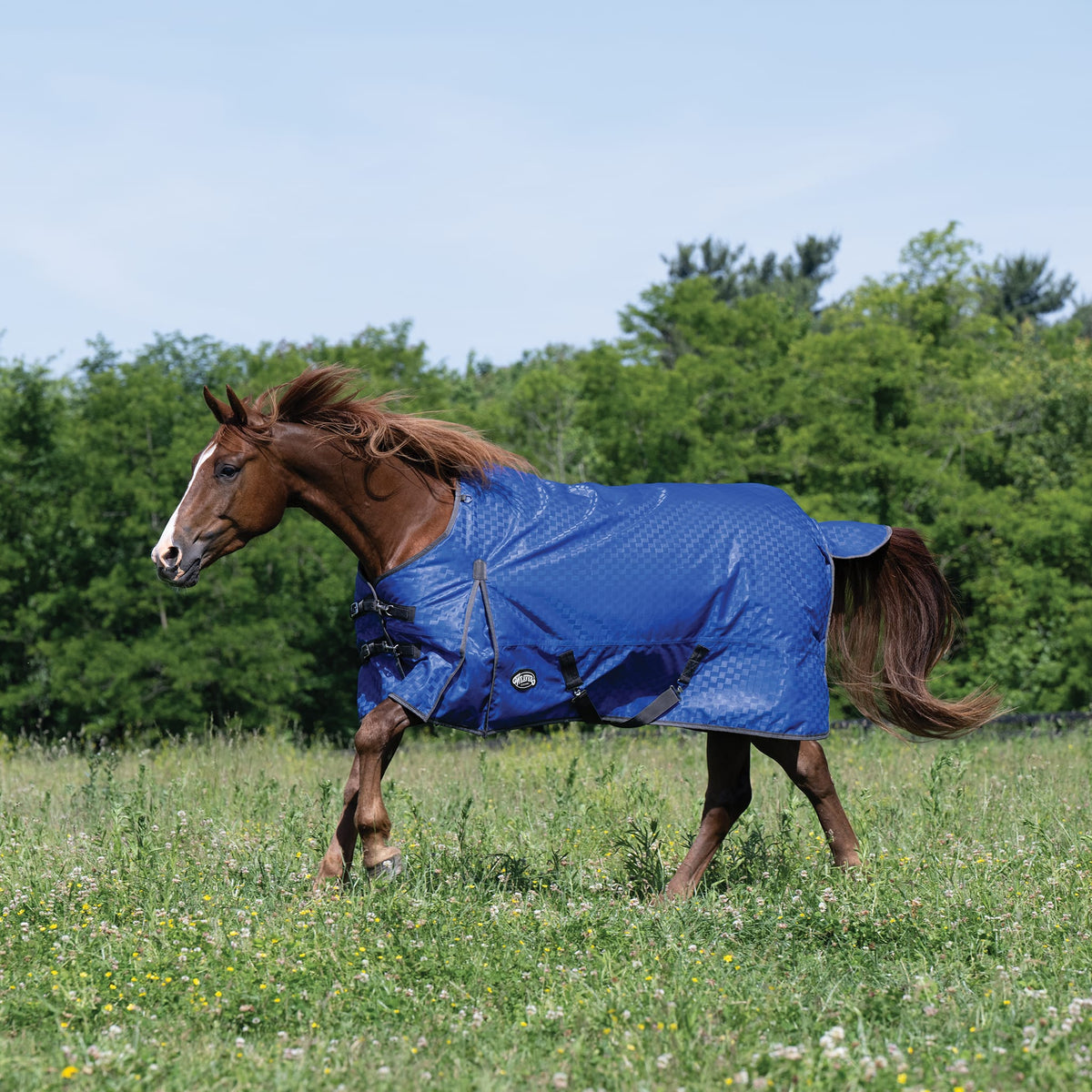 Premium Turnout Blanket, Heavy Weight 300g, 1200D