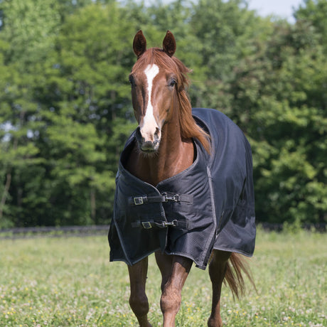 Premium Turnout Blanket, Medium Weight 200g, 600D