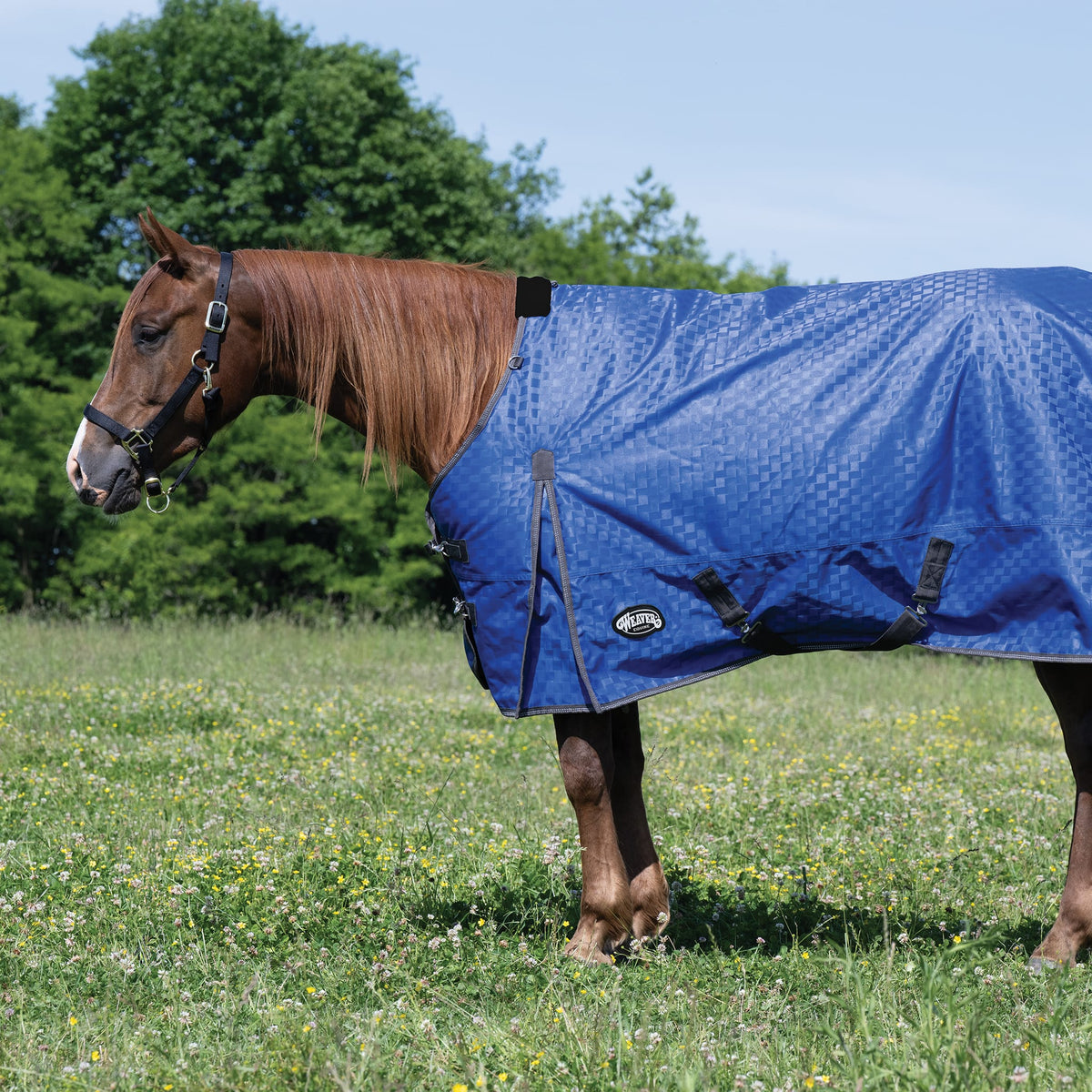 Premium Turnout Blanket, Heavy Weight 300g, 1200D