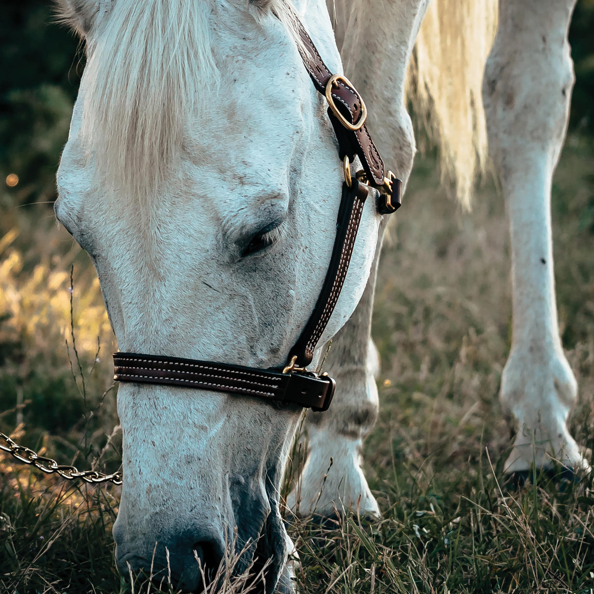 1" Track Halter