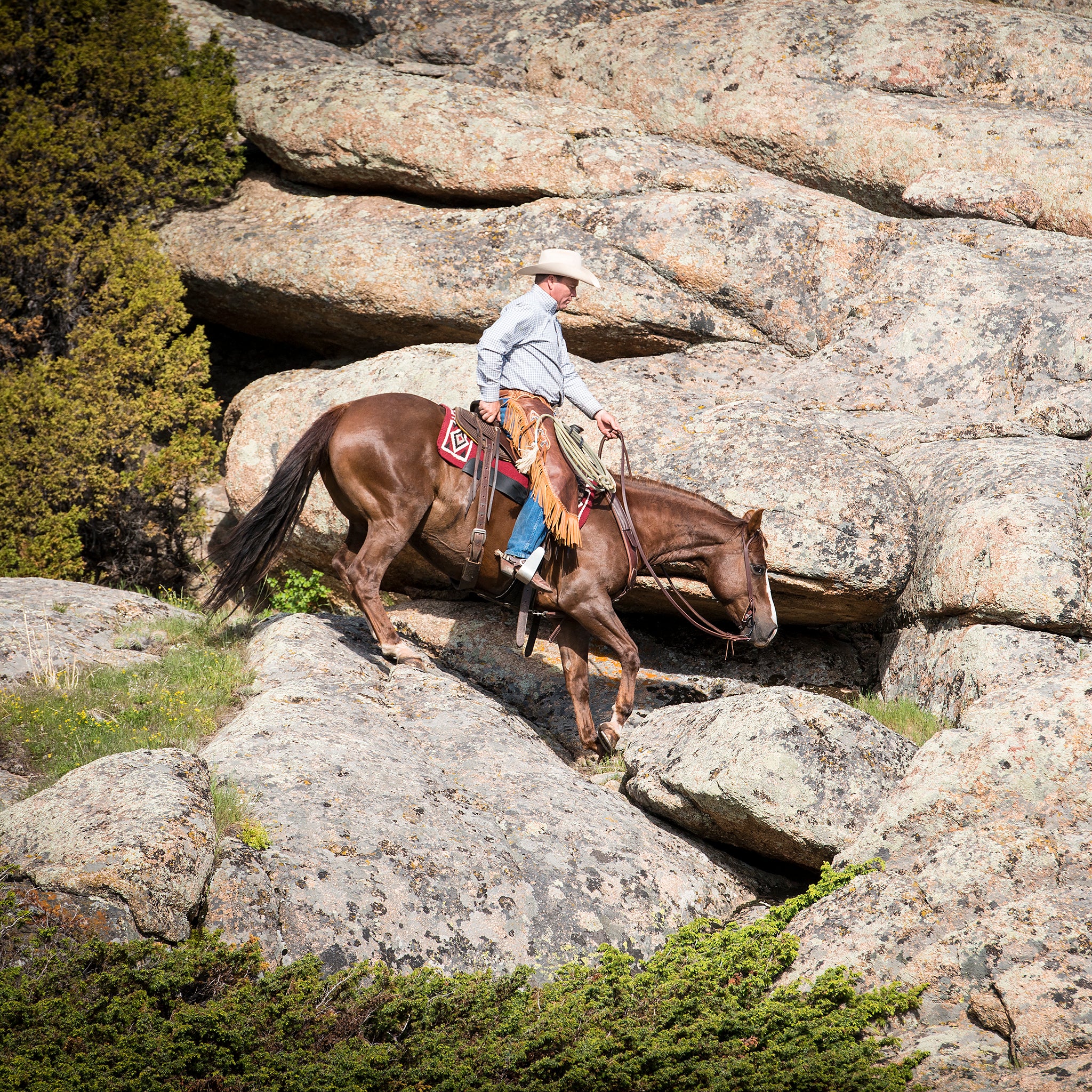 Weaver Basin Cowboy Curb Strap - Thumbnail 2