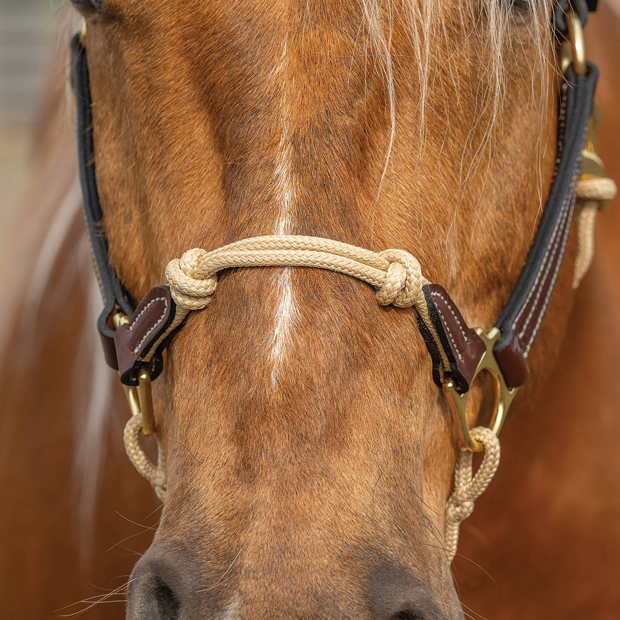 Kalley Krickeberg Leather & Rope Combination Horseman's Halter
