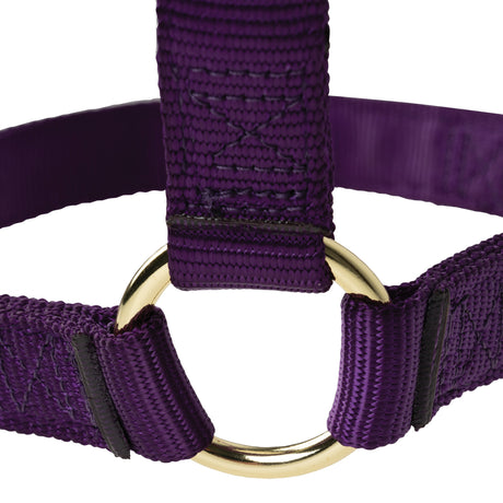 Poly Horse Halter, Non-Adjustable, Weanling to Large