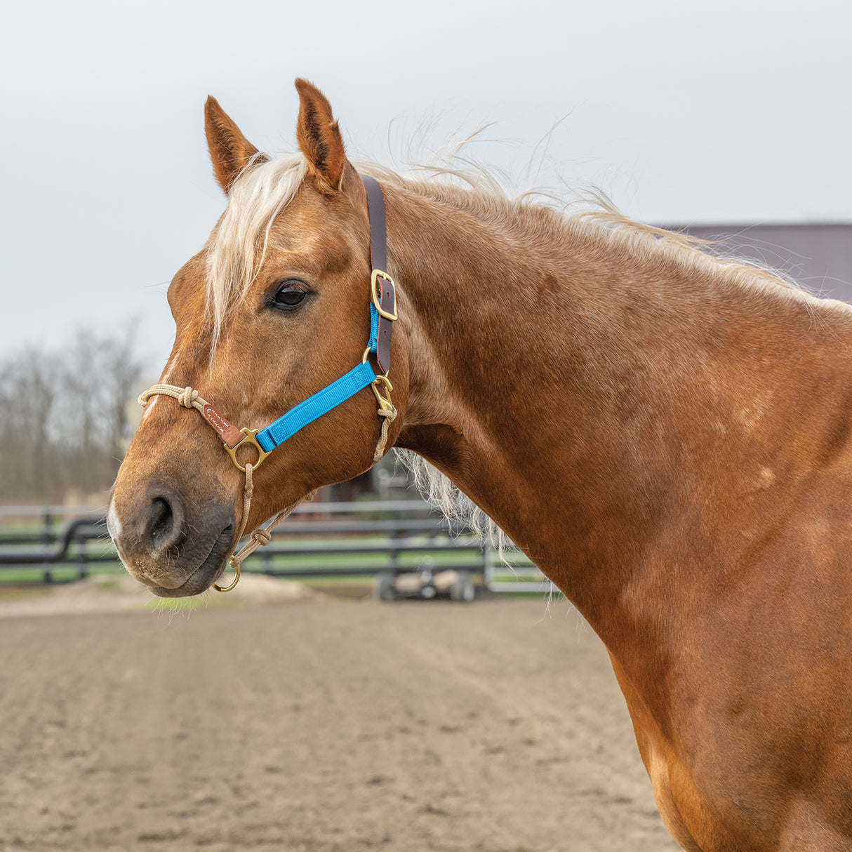 Kalley Krickeberg Breakaway Horseman's Halter, Nylon, Leather & Rope Combination Horse Halter
