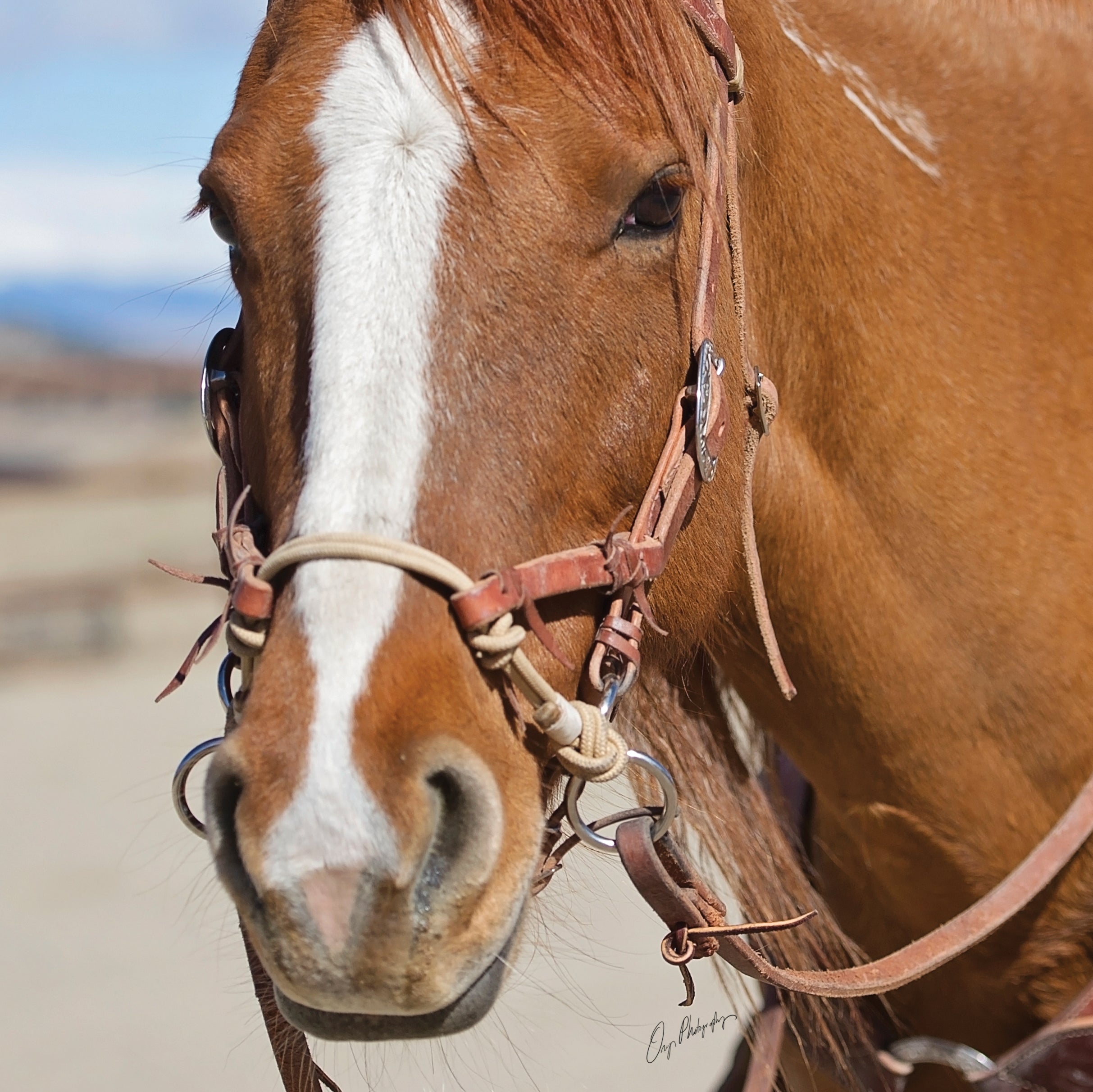 Weaver Leather® Justin Dunn Bitless Western Bridle