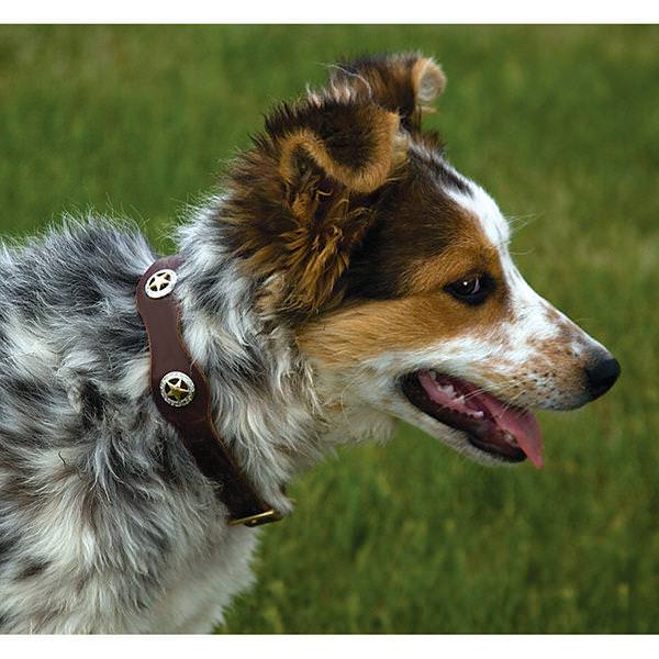 Lone Star Legend Dog Collar