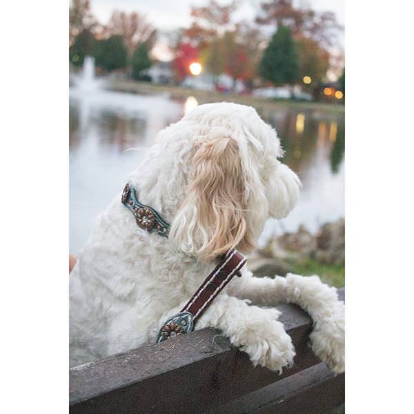 Dog Harness in Soft Antique Brown Leather with Wool felt