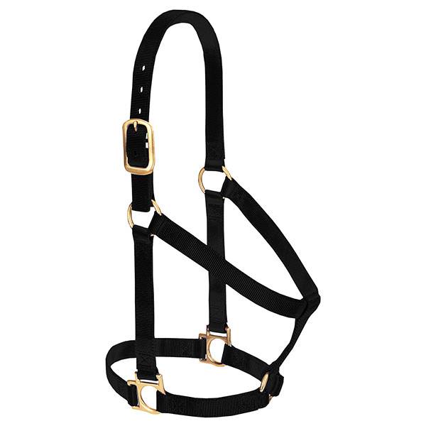 Lariat + Leather halters are hot 🔥 right now! Order your own fully  customized to your preferences and your horse's size today! P.s.