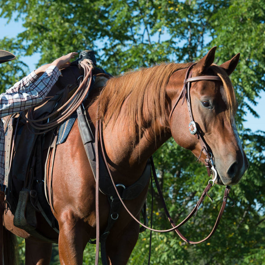 Col de poitrine de cheval Western Mohair Premium en Vanuatu