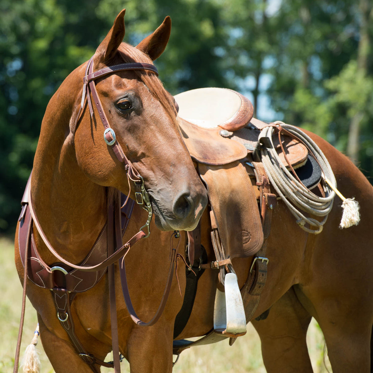 Working Tack Breast Collar