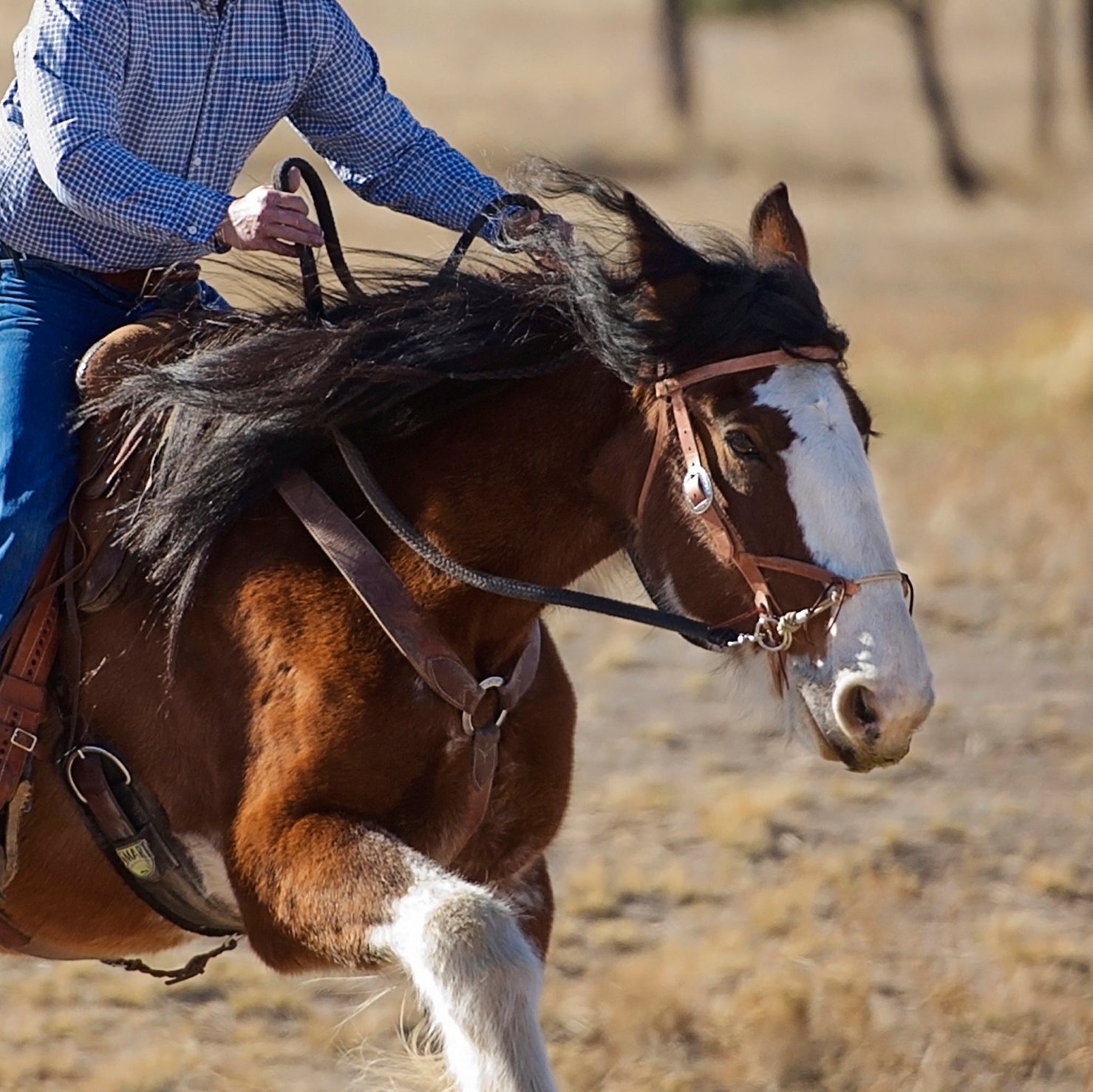 Leather Horse Bridles - Weaver Equine